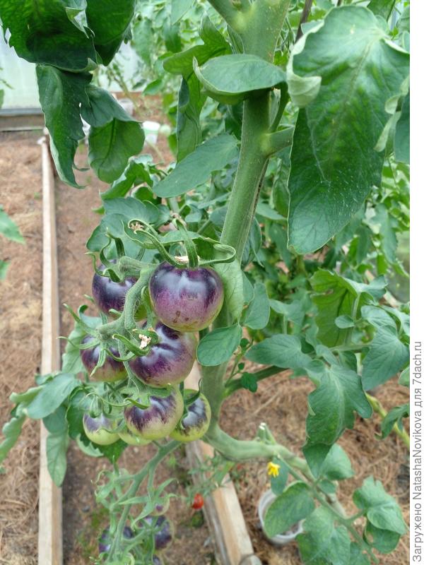 по наводке Наташи выращиваю, уже первые кисти съели