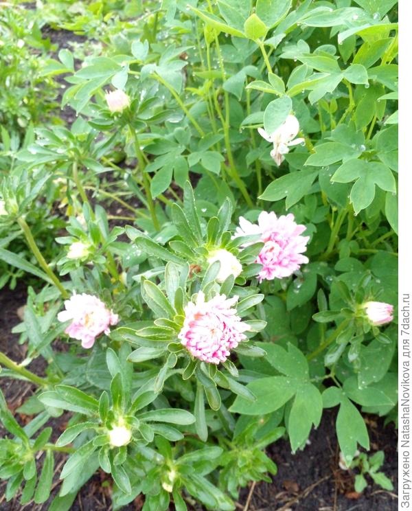 астры зацветают и напоминают о приближении осени