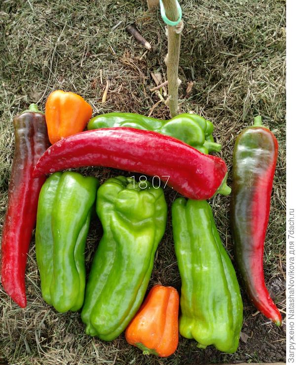 только что из теплицы