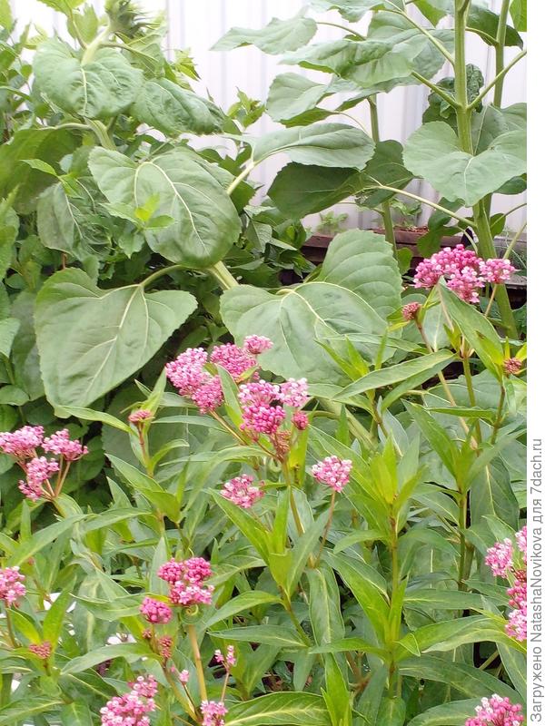 от дождя и ветра падают подсолнухи