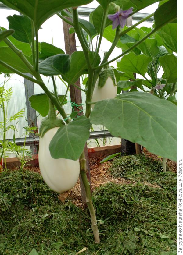 в теплице сухо и тепло