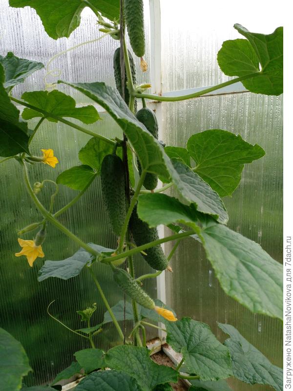 пупырчатые такие люблю я