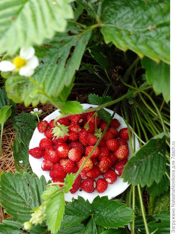 начала собирать земляничку))