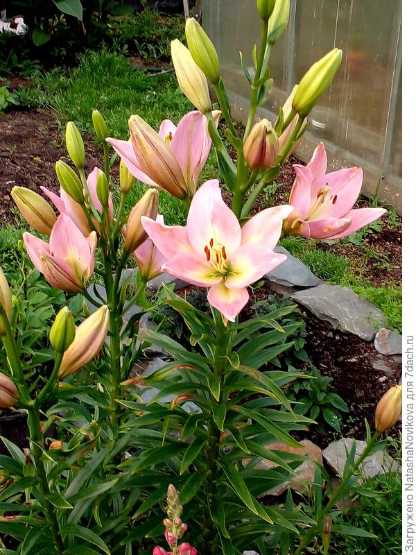 наслаждаюсь летним днём ))