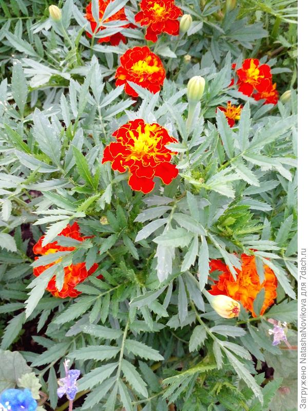 лето, лето, лето...))