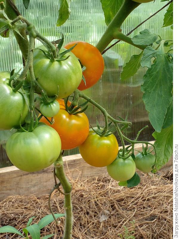 томат желтоплодный турон (turon) f1. томат золотой бык. томат золотая буденовка f1 премиум сидс ц. золотой мужичок. томат любовь да голуби f1.