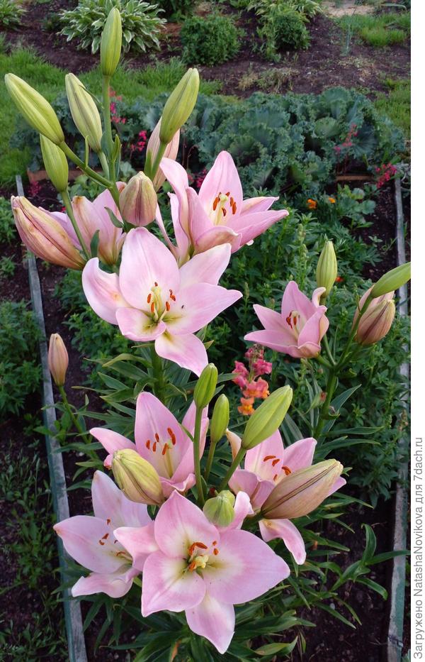 пусть у всех всё будет так - как хочется))