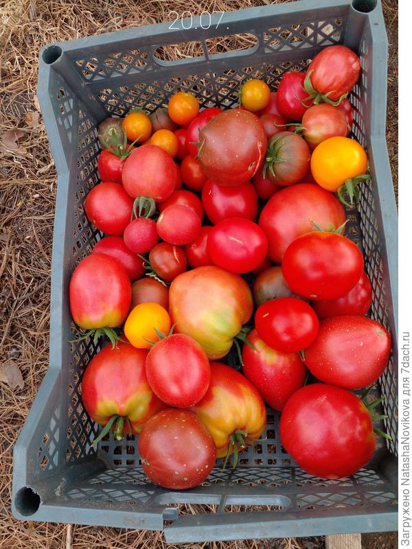 томаты то же любят солнце и тепло))