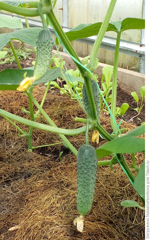 ничем не подкармливаю, только &quot;бражка&quot; из крапивы, ухожу от минералки, пусть привыкают к органике