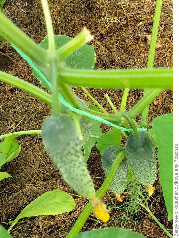 &quot;герман&quot; на осень растёт как сумашедший))