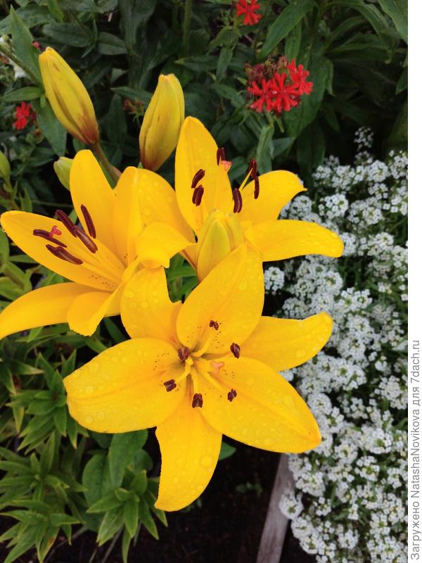 солнышко в пасмурный день