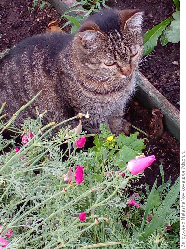 даже Масяня грустит по солнцу...