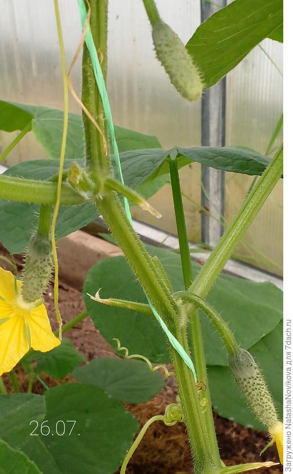 аромат от цветения - песня)) мульчу проливаю фитоспорином