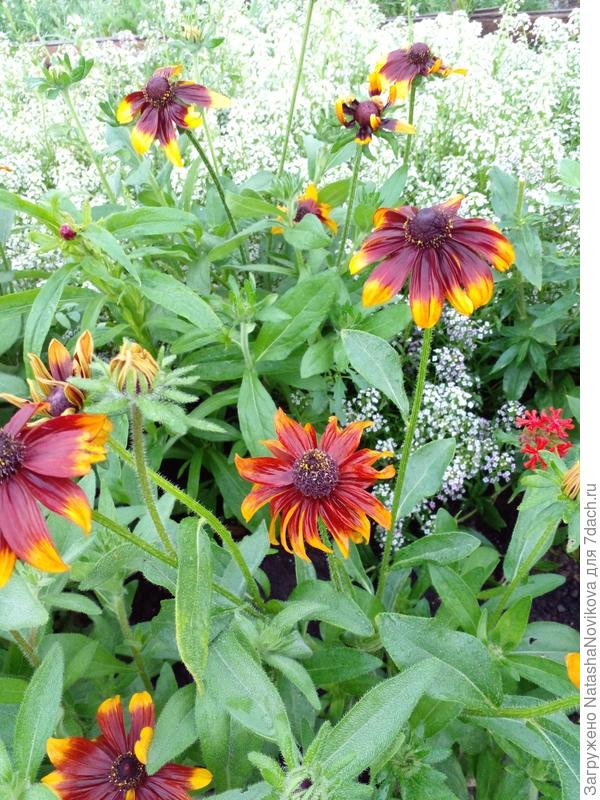 опять солнышки