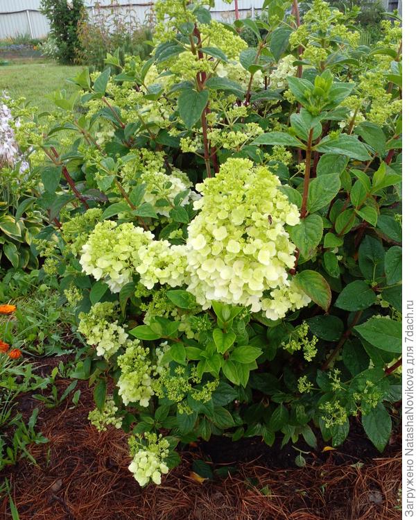 &quot;пинки винки&quot; первая начинает цвести, робко, пока не смело