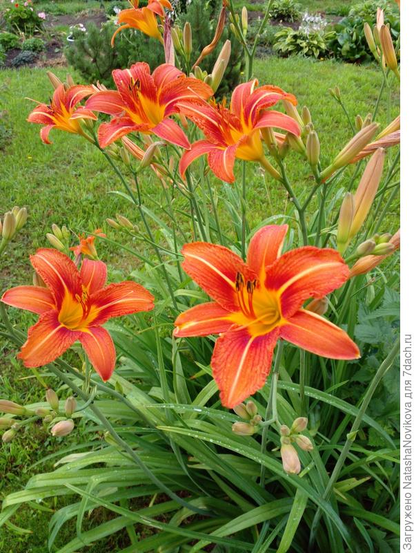 лилейникам дожди на пользу