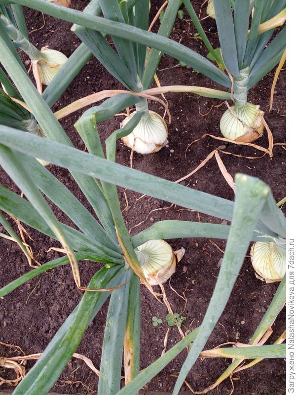 сырость(( лук не успевает просохнуть((