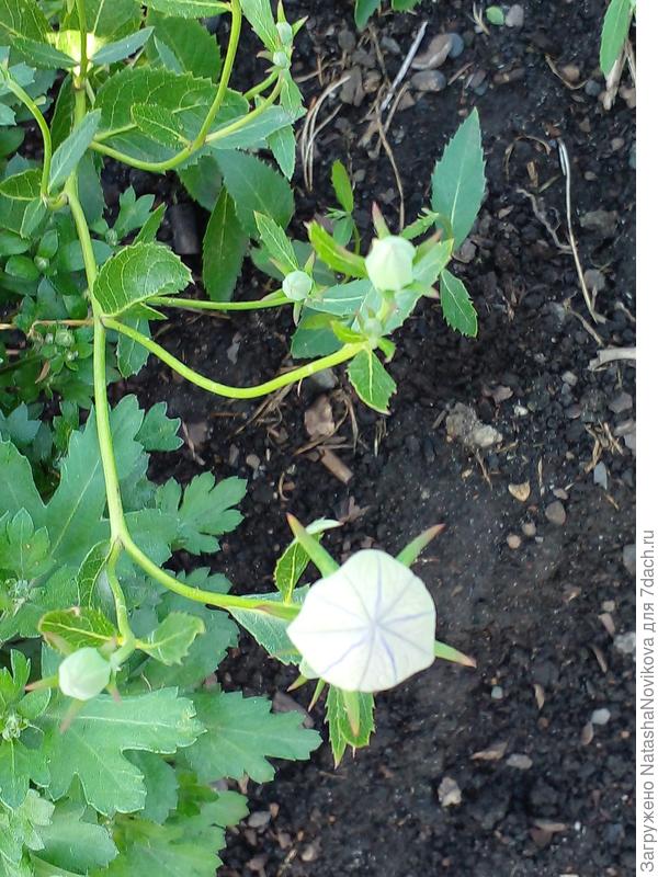 что то знакомое, но вспомнить не могу