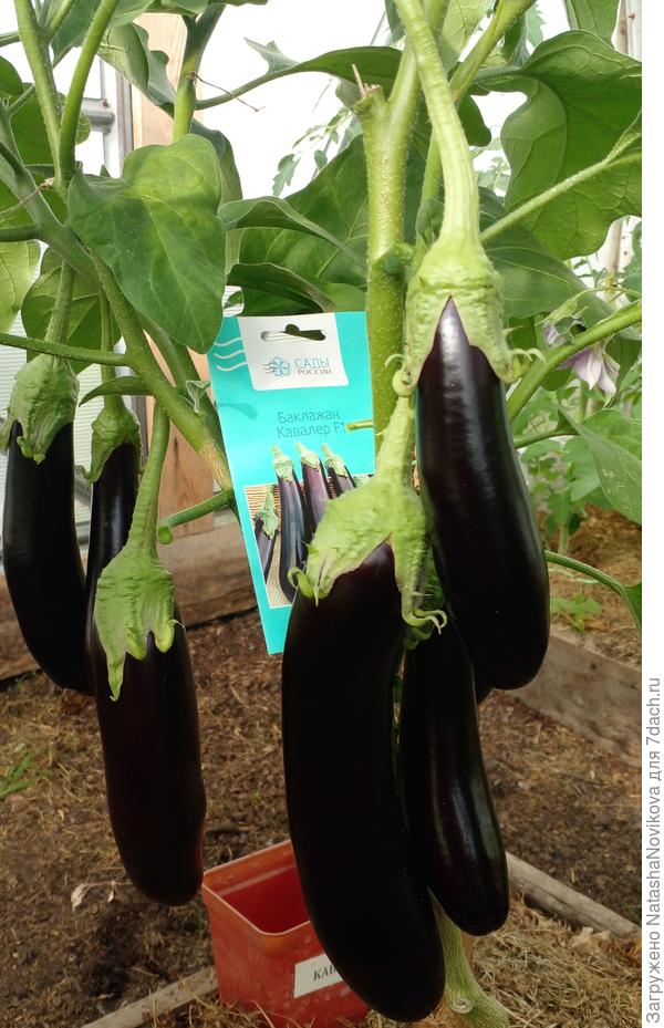 &quot;кавалер&quot; то жа давний любимчик, пожож на &quot;валентин&quot;