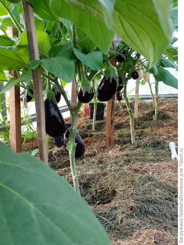 фрагмент грядки в теплице