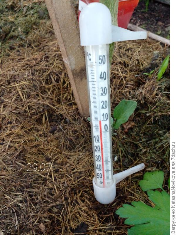 у баклов +10°, а под мульчёй +14°