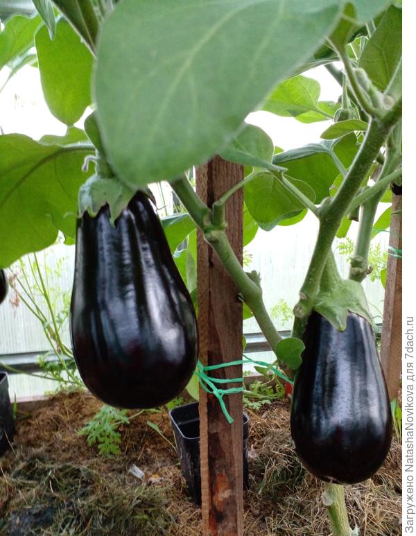 пора снимать