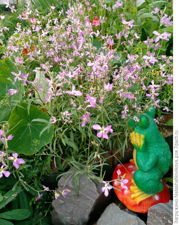 ароматная маттиола, душистая))