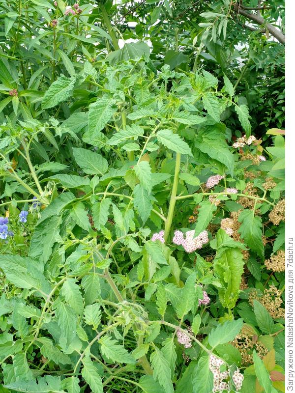 их тут очень много, ботва вроде здоровая, скоро буду сушить для борьбы с вредителями