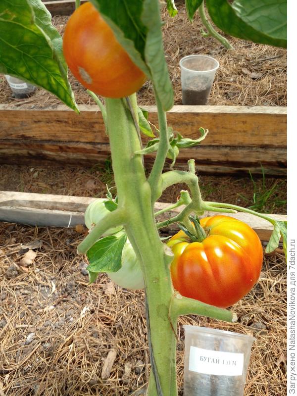 &quot;бугай&quot; то же на корню спеет