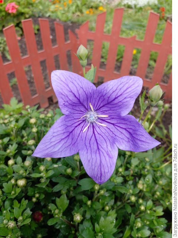 расцвёл любимчик, как долго я хотела их развести