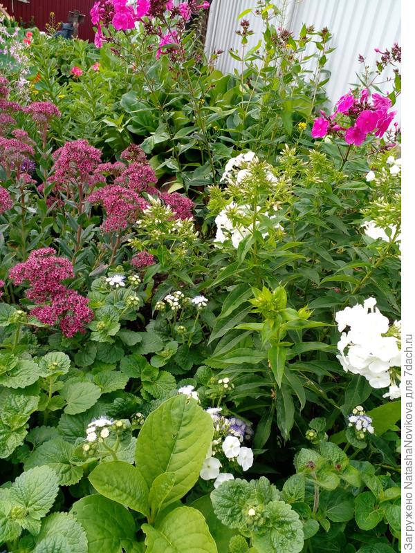 просто июль...ну и что - что последние дни