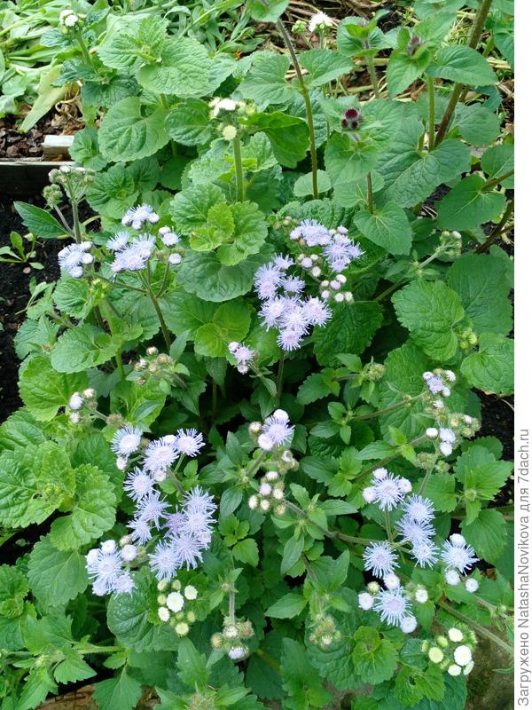 голубой, как небо, агератум