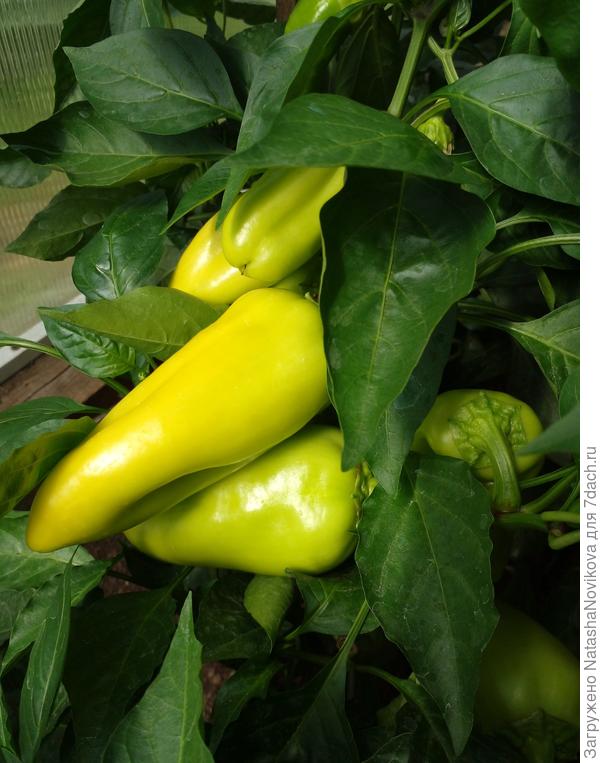 эти буду ждать когда покраснеют