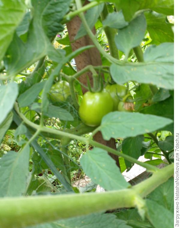 а это уличные самосевки, совершенно без ухода растут