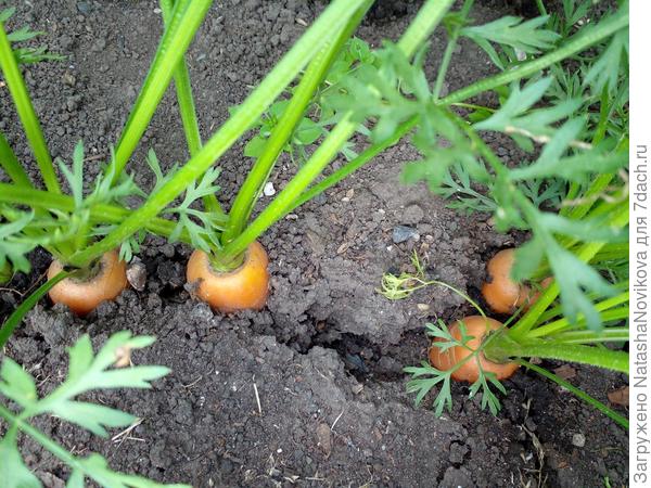 обычно 15 - 20 сентября выкапываем