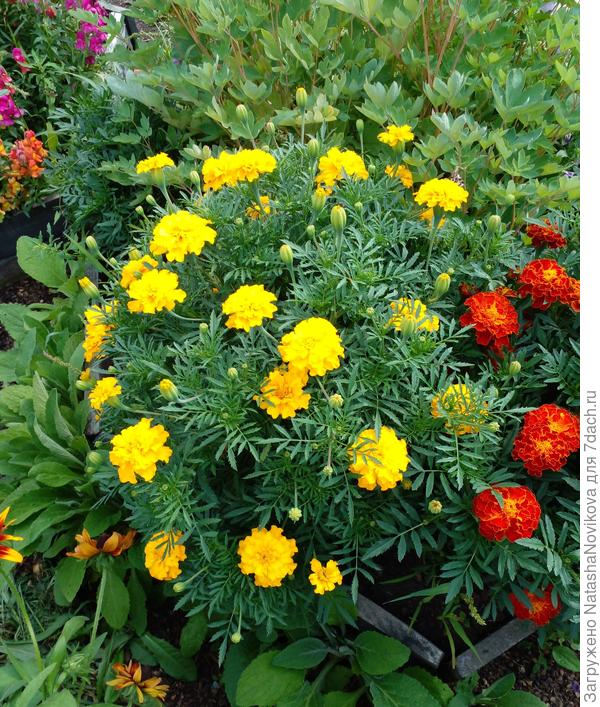 за окном +25° небольшая облачность, красота))