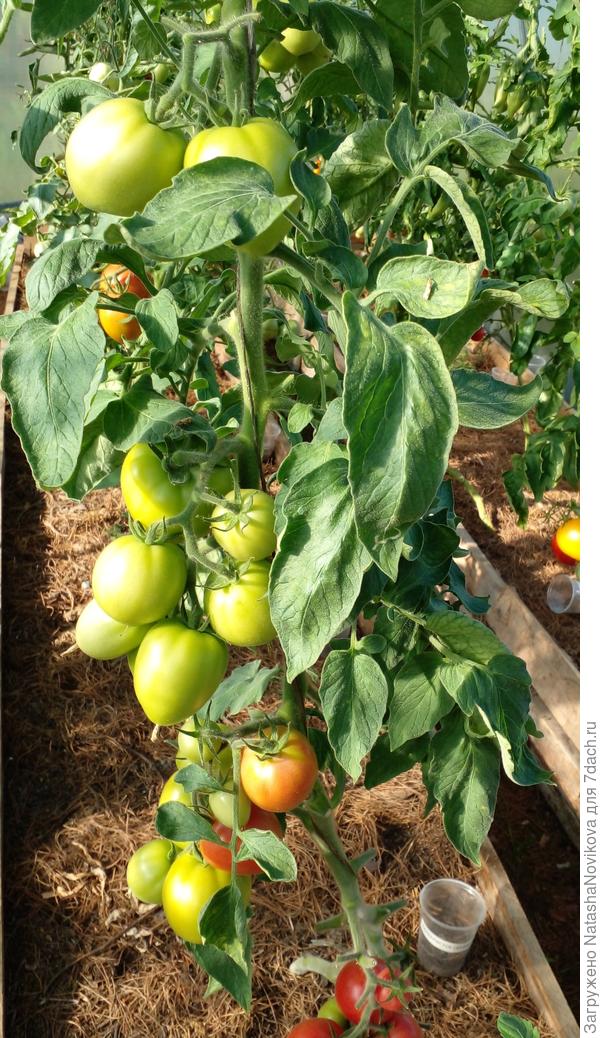 все листья чистые