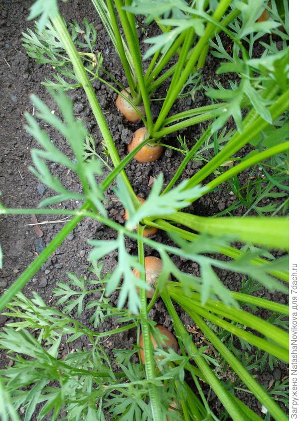 морковь нынче рановато готова