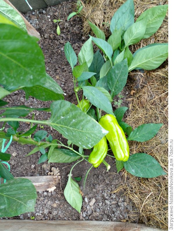 кусты разламываются