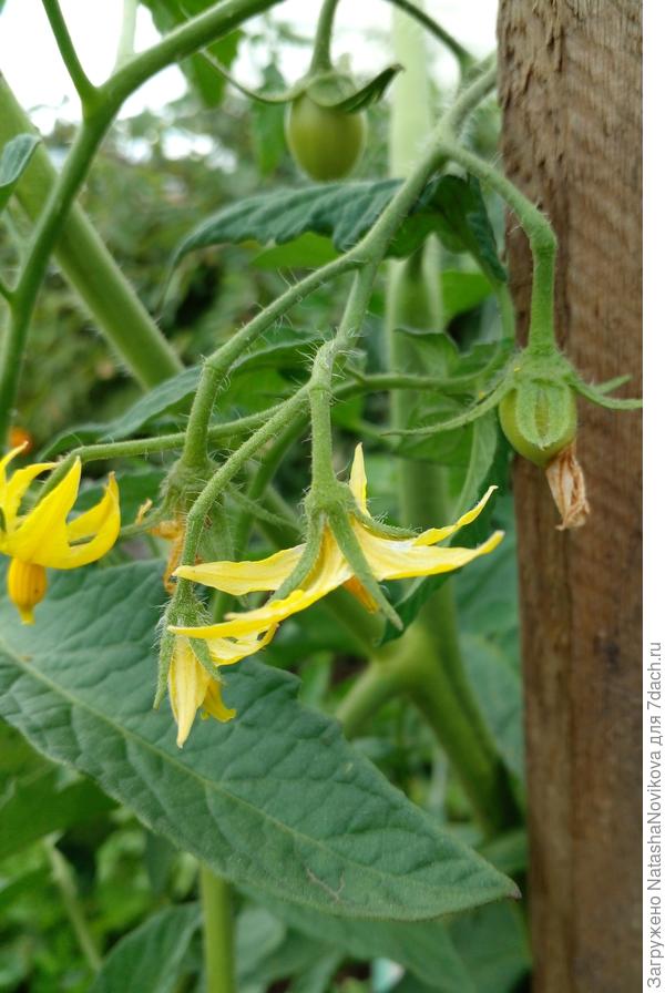 все переплелись))