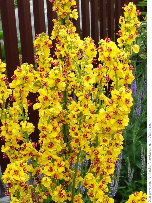 растёт у забора, никому не мешает))