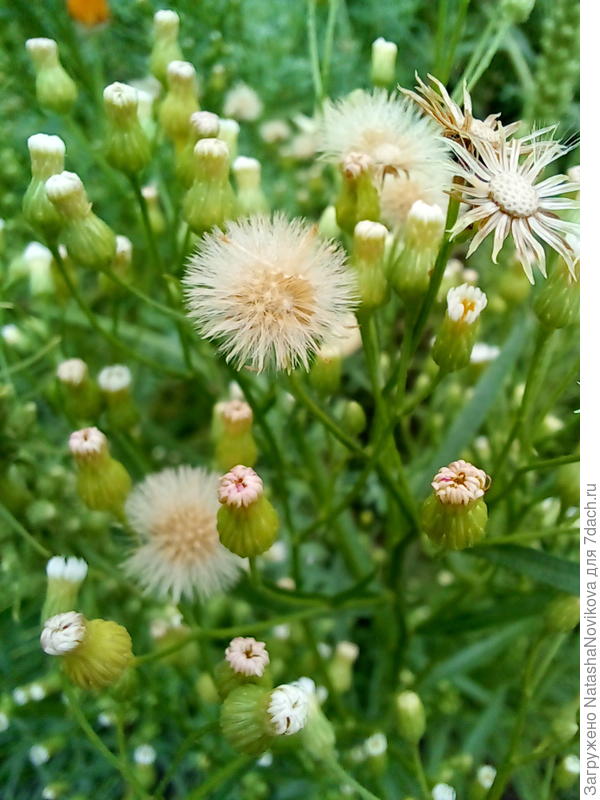 семена уже созрели