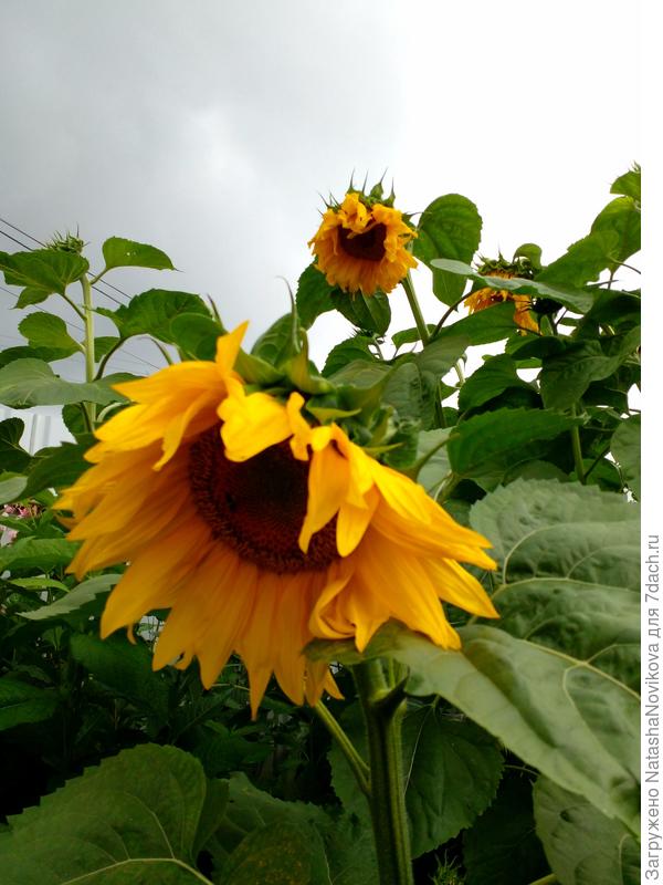 сегодняшнее августовское небо