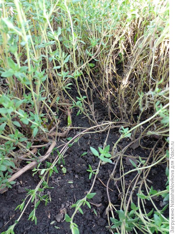 засыхают нижние листочки((