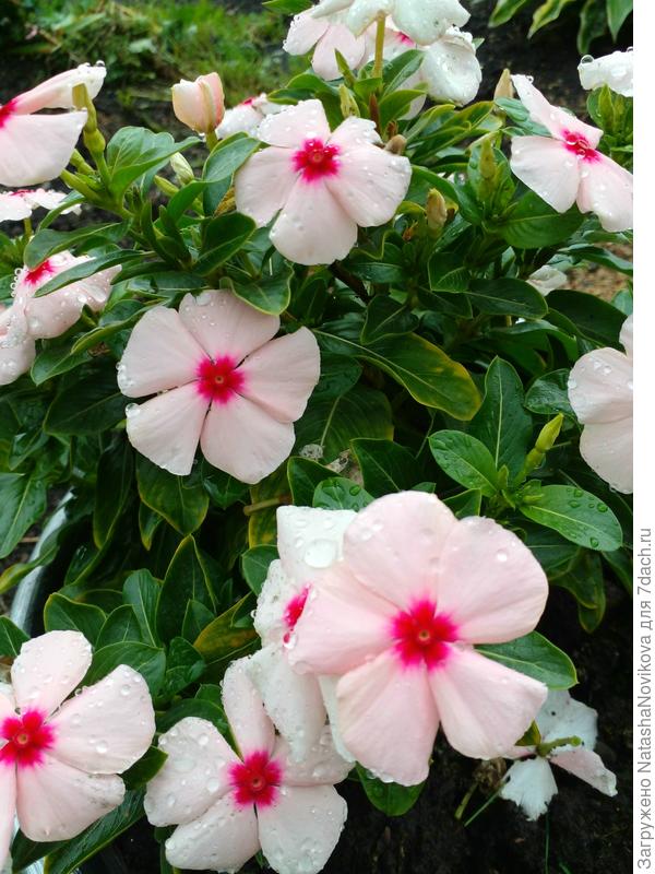 розовый ещё держится