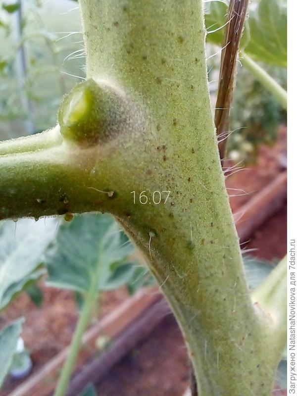 куст буквально истекал жидкостью