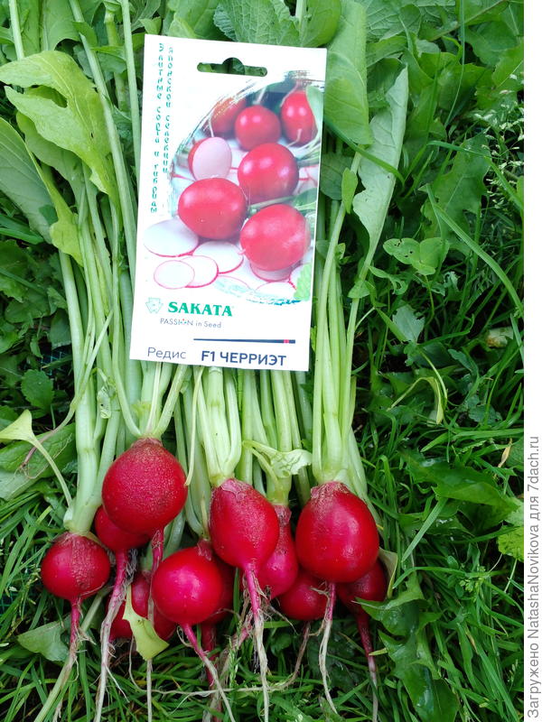 редисочку похрумкали, вкусно))