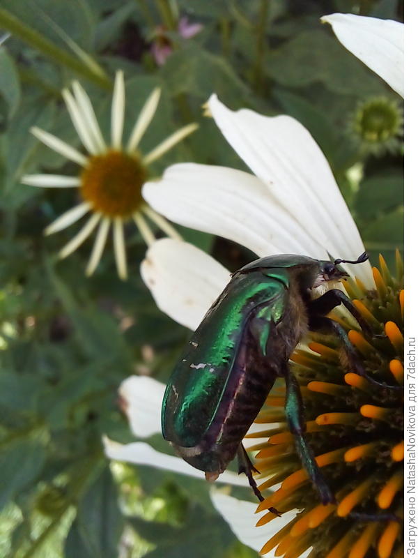 их много на участке