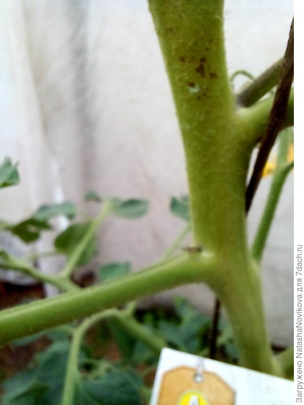 позднее рана стала больше в размерах и почти почернела.