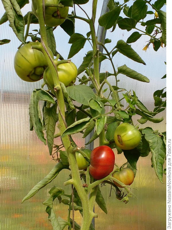 два куста в теплице